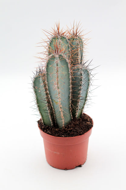 Cereus forbesii