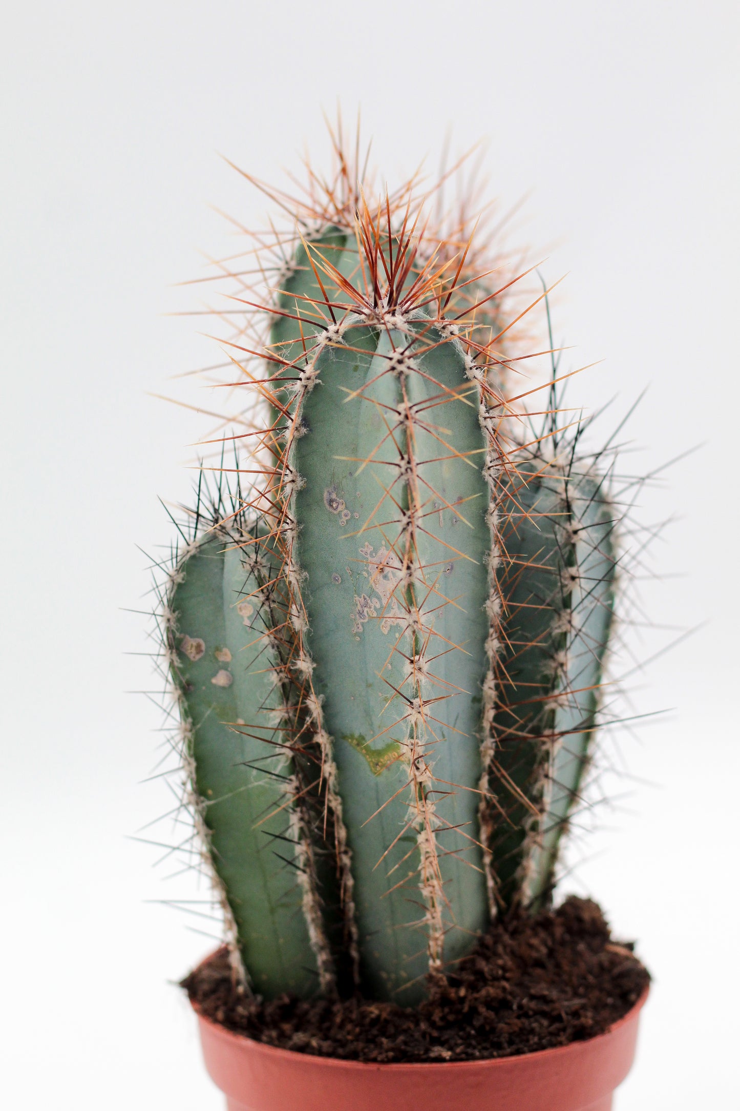 Cereus forbesii