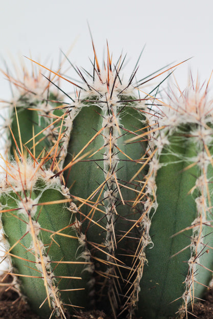 Cereus forbesii