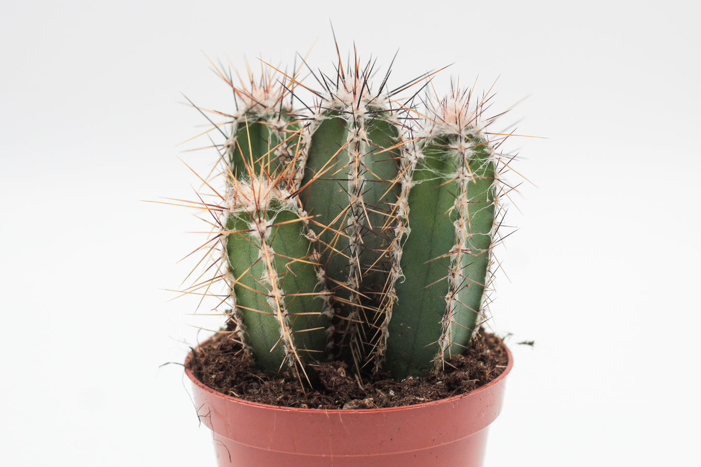 Cereus forbesii