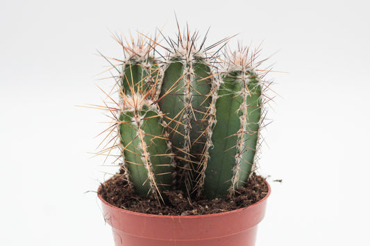 Cereus forbesii