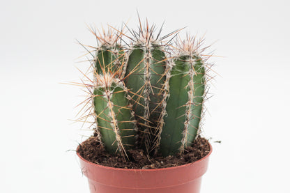 Cereus forbesii