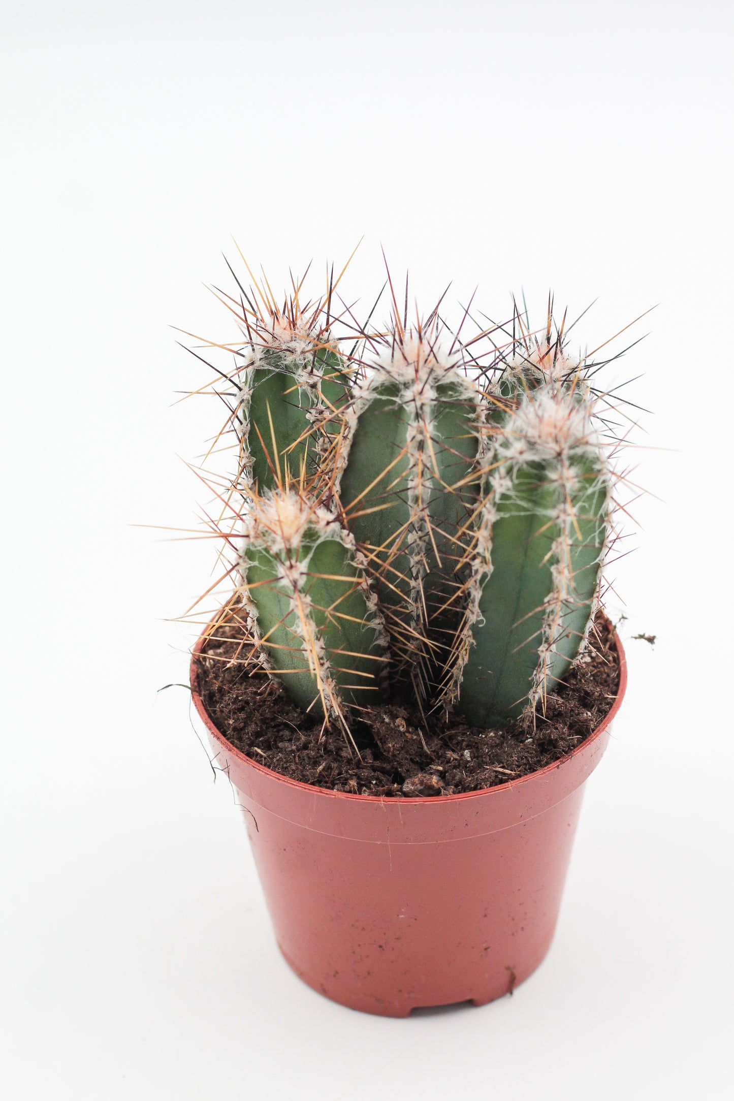 Cereus forbesii