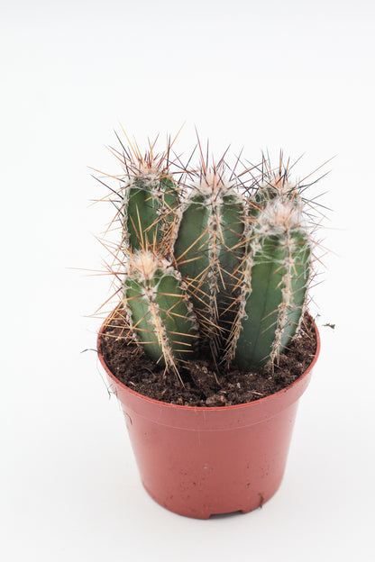 Cereus forbesii