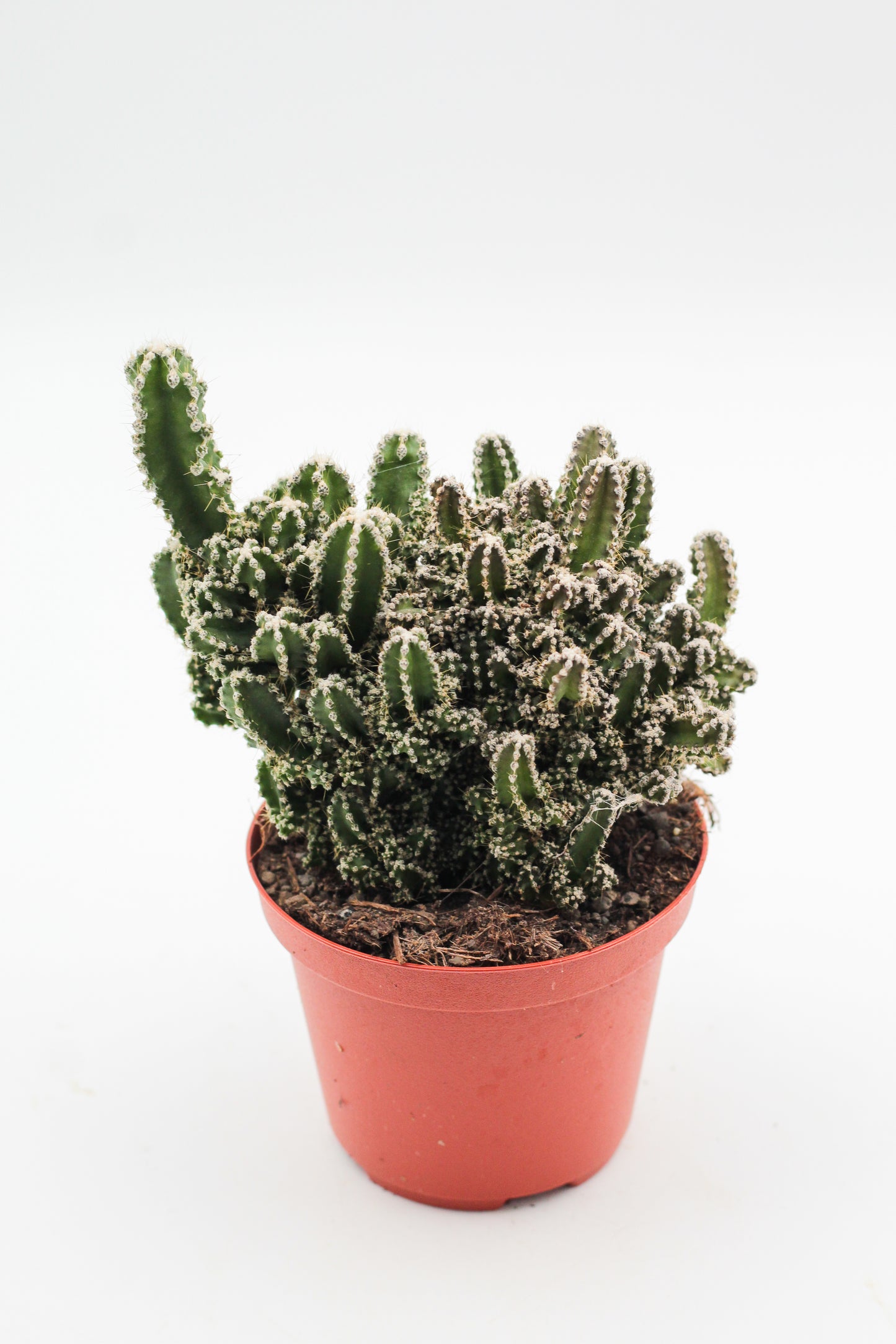 Cereus peruvianus Florida