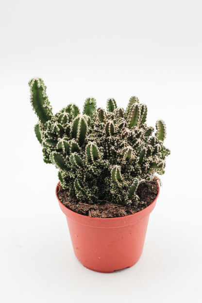 Cereus peruvianus Florida