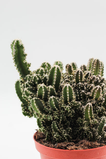 Cereus peruvianus Florida