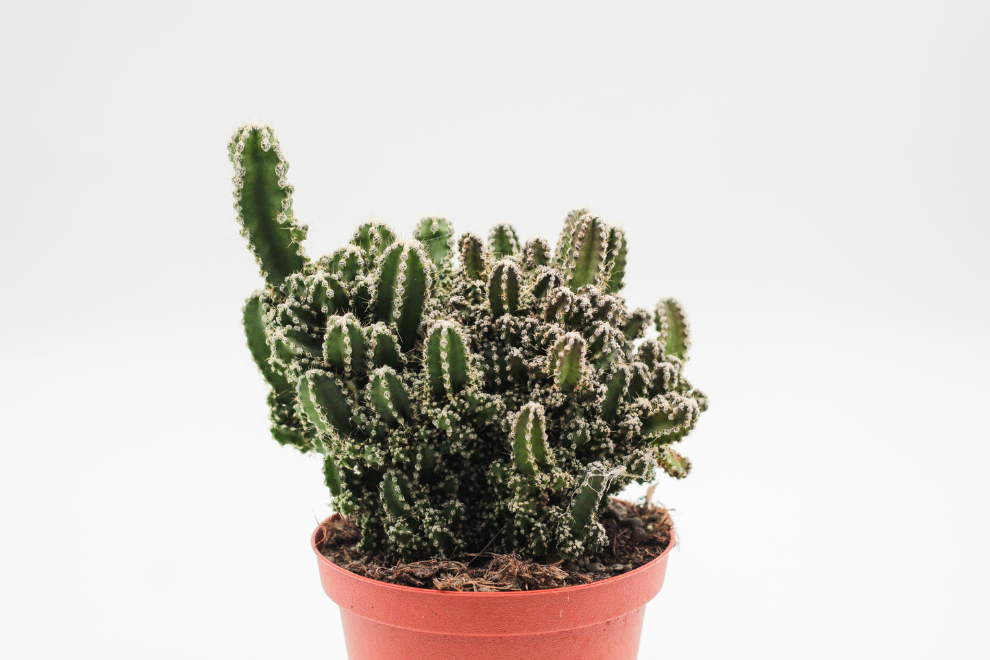 Cereus peruvianus Florida