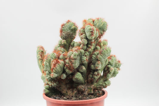Cereus peruvianus monstrosus variegata groot