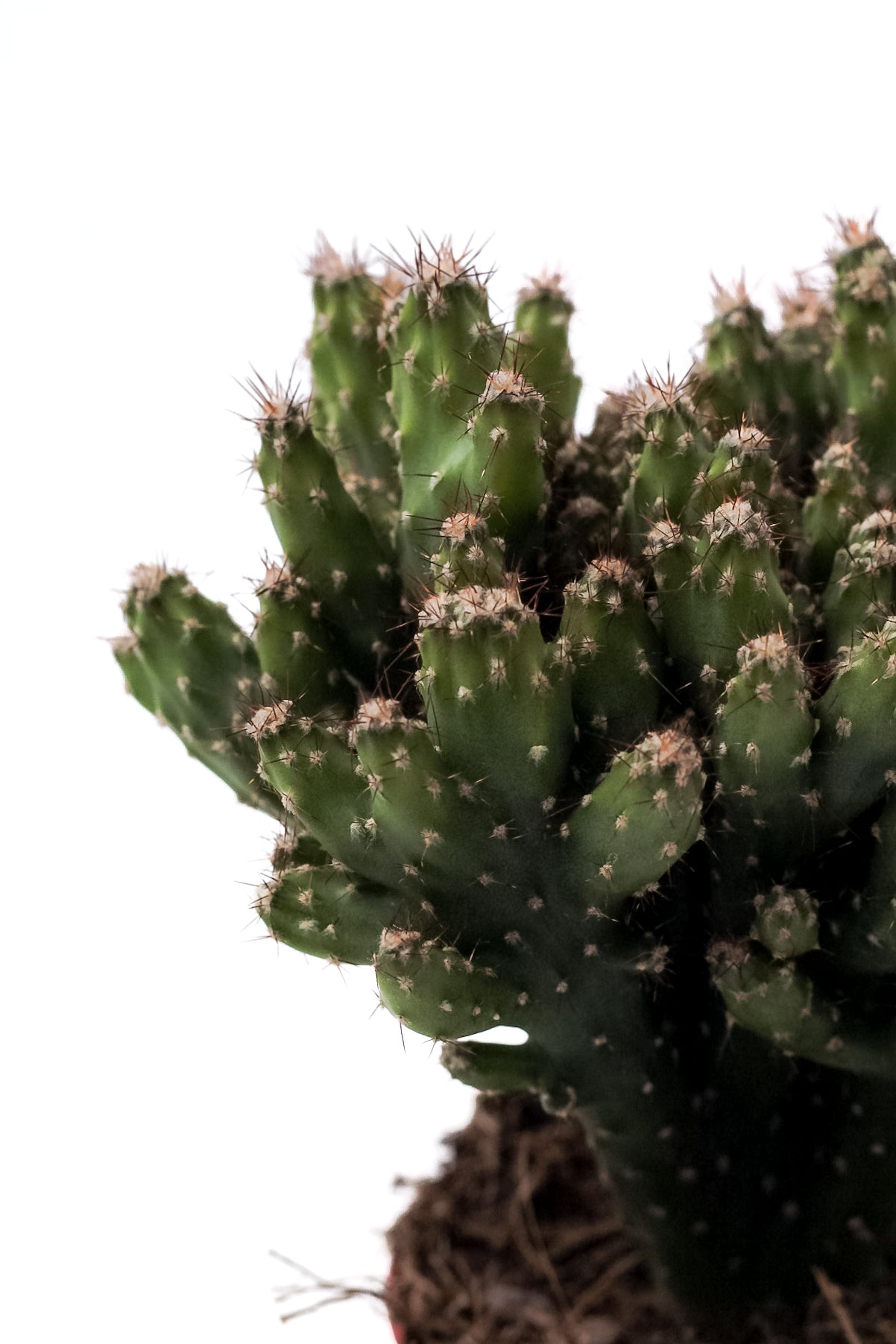 Cereus peruvianus monstuosa var. Coral