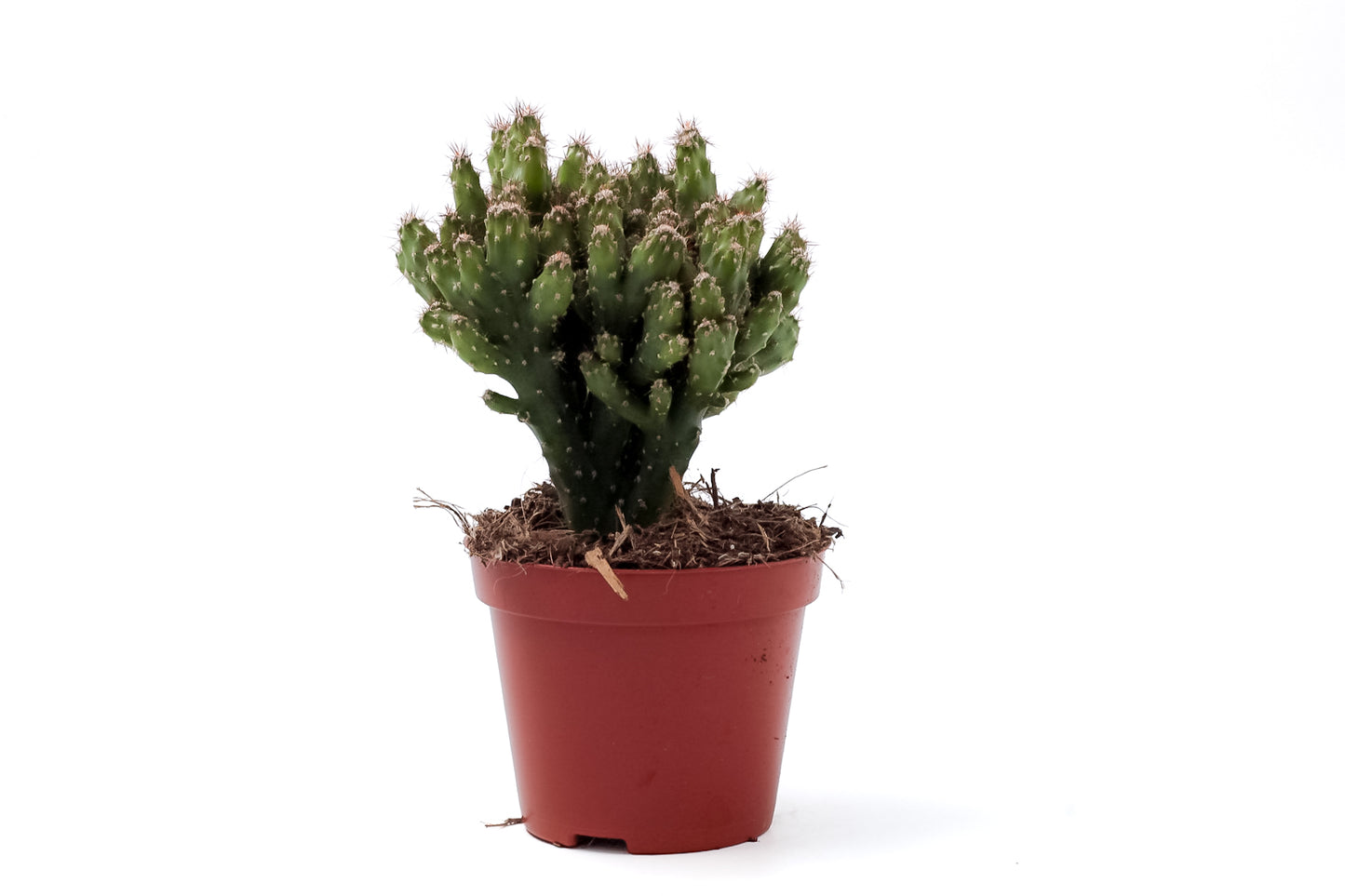Cereus peruvianus monstuosa var. Coral