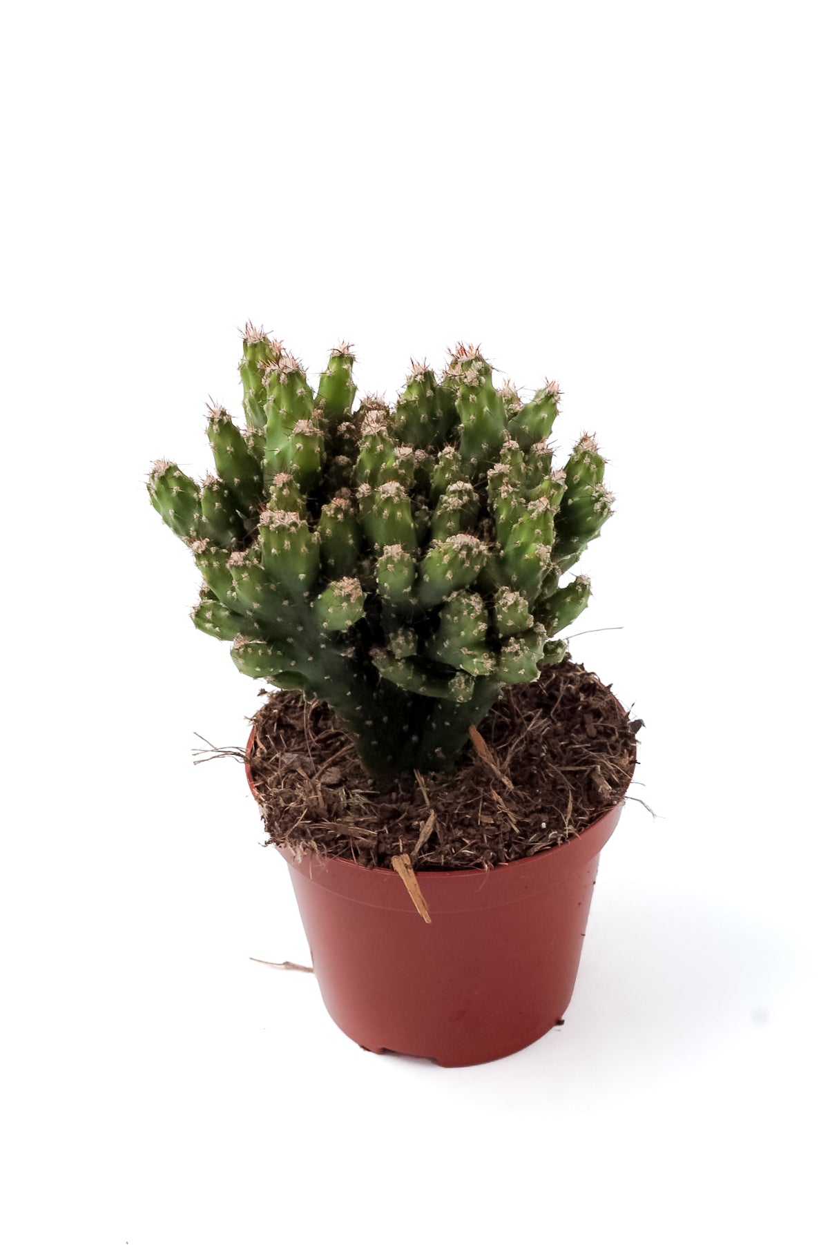 Cereus peruvianus monstuosa var. Coral