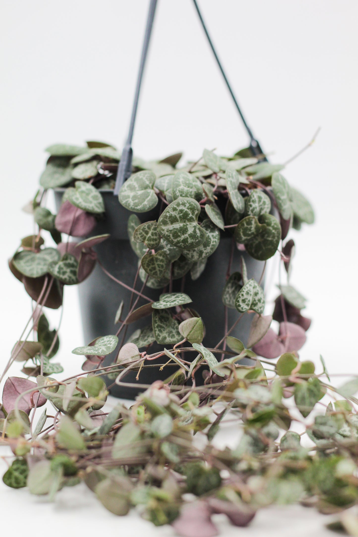 Ceropegia Woodii Chinees lantaarn plantje' in hangpot