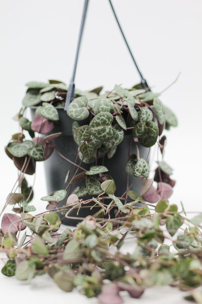 Ceropegia Woodii Chinees lantaarn plantje' in hangpot