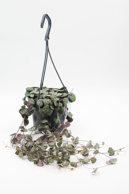 Ceropegia Woodii Chinees lantaarn plantje' in hangpot