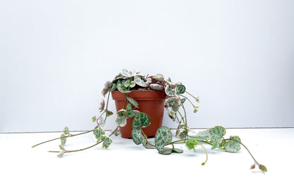 Ceropegia Woodii variegata 'Chinees lantaarn plantje'