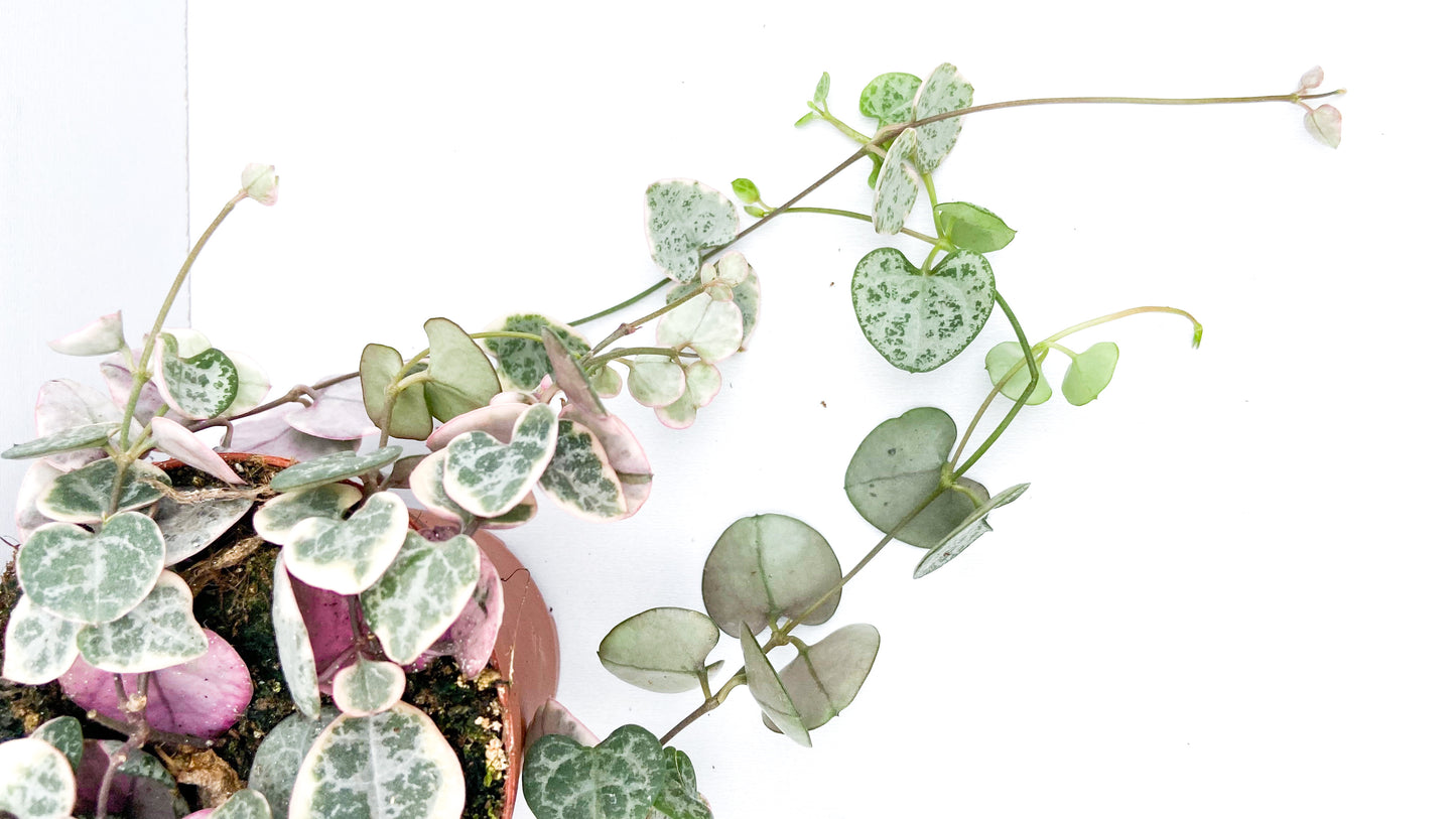 Ceropegia Woodii variegata 'Chinees lantaarn plantje'