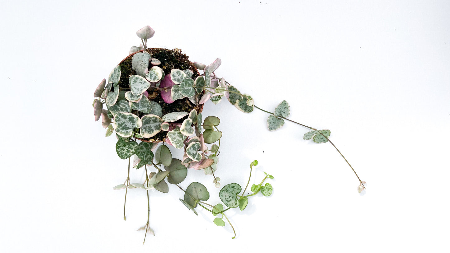 Ceropegia Woodii variegata 'Chinees lantaarn plantje'
