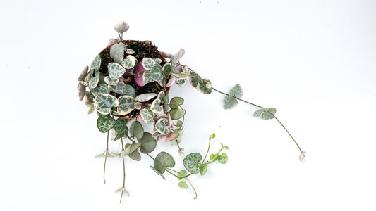Ceropegia Woodii variegata 'Chinese lantern plant'