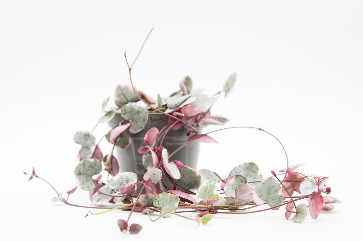 Ceropegia Woodii variegata 'Chinese lantern plant'