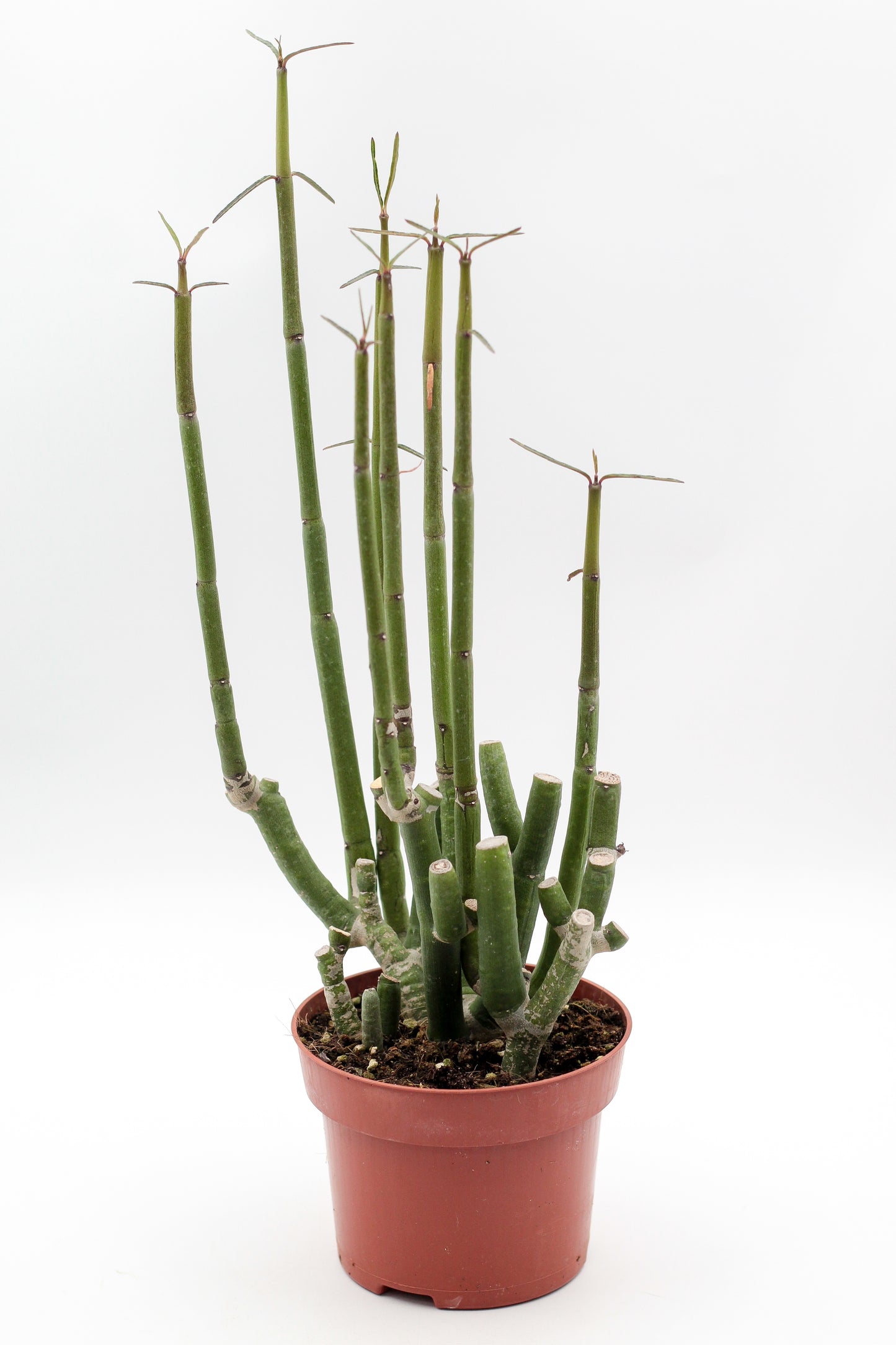 Ceropegia dichotoma