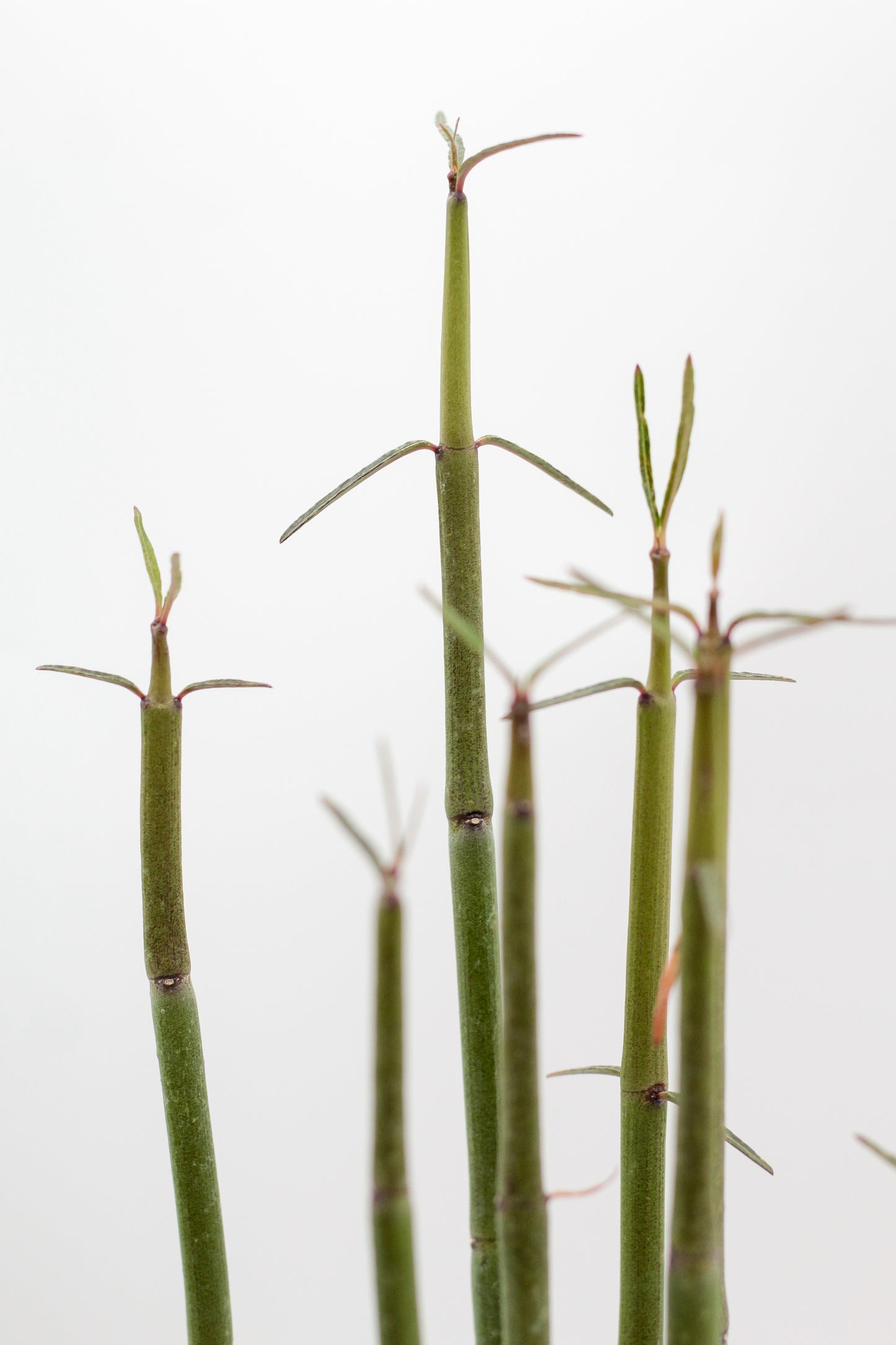 Ceropegia dichotoma