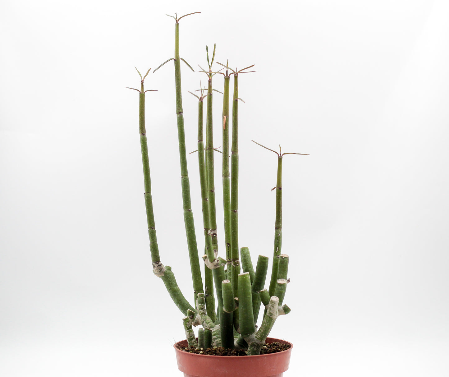 Ceropegia dichotoma