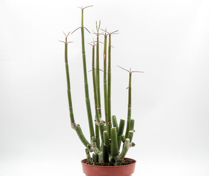 Ceropegia dichotoma