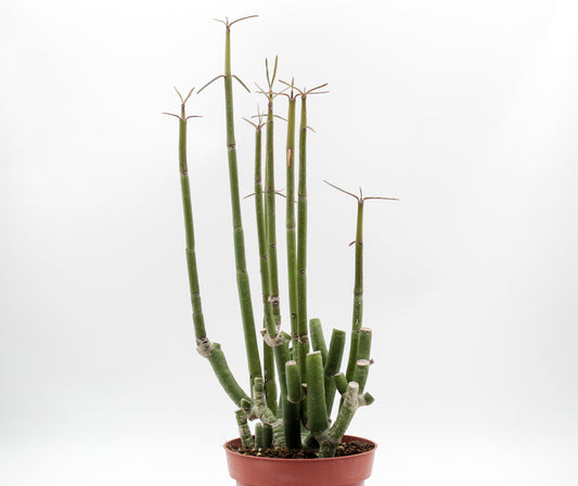 Ceropegia dichotoma