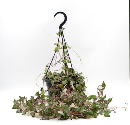 Ceropegia linearis 'Luuk'