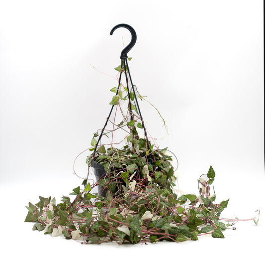 Ceropegia linearis 'Luuk'