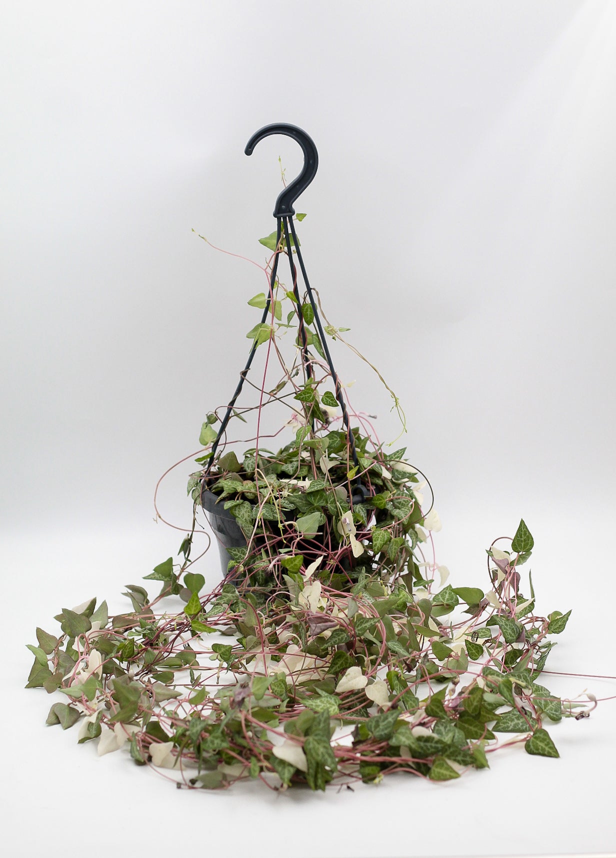 Ceropegia linearis 'Luuk'