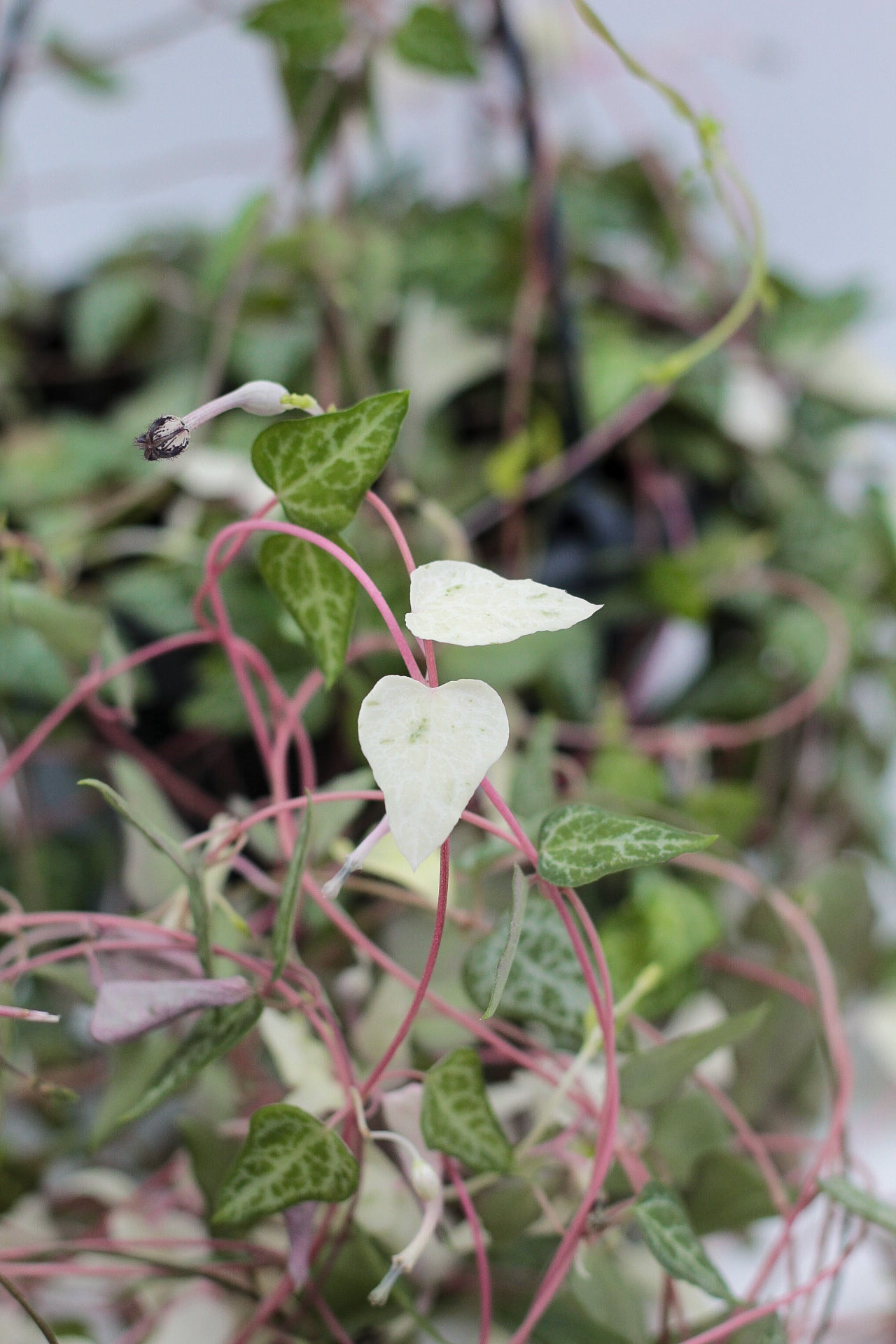Ceropegia linearis 'Luuk'