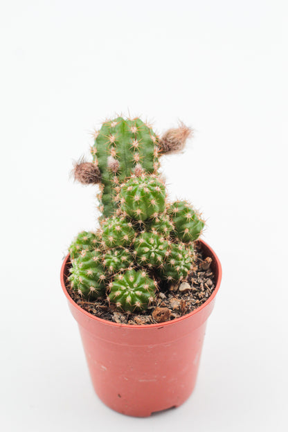 Chamaecereus Ubink Red