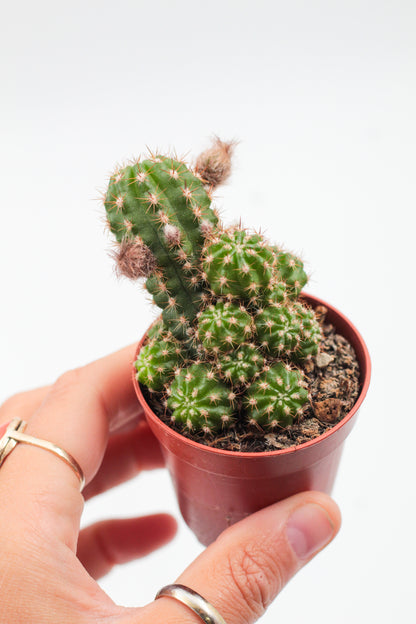 Chamaecereus Ubink Red
