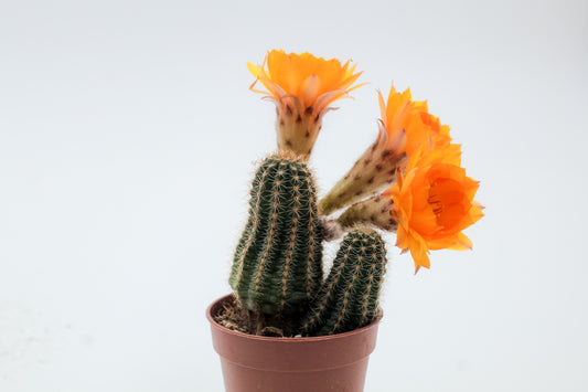 Chamaecereus hybride