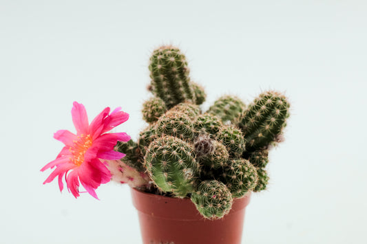 Chamaecereus hybride