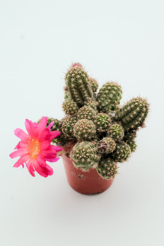 Chamaecereus hybride