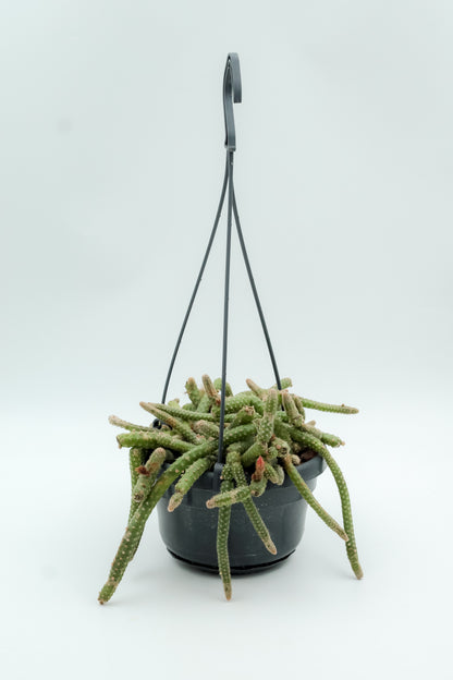Chamaecereus luisramirezii