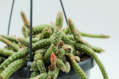 Chamaecereus luisramirezii