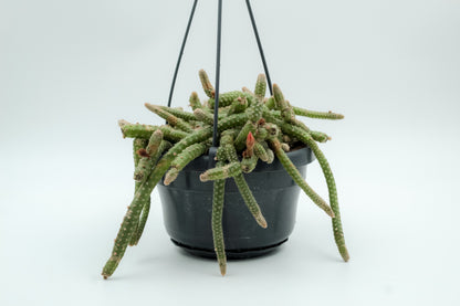 Chamaecereus luisramirezii