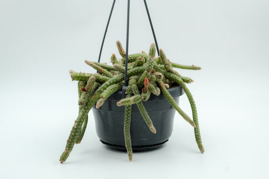 Chamaecereus luisramirezii
