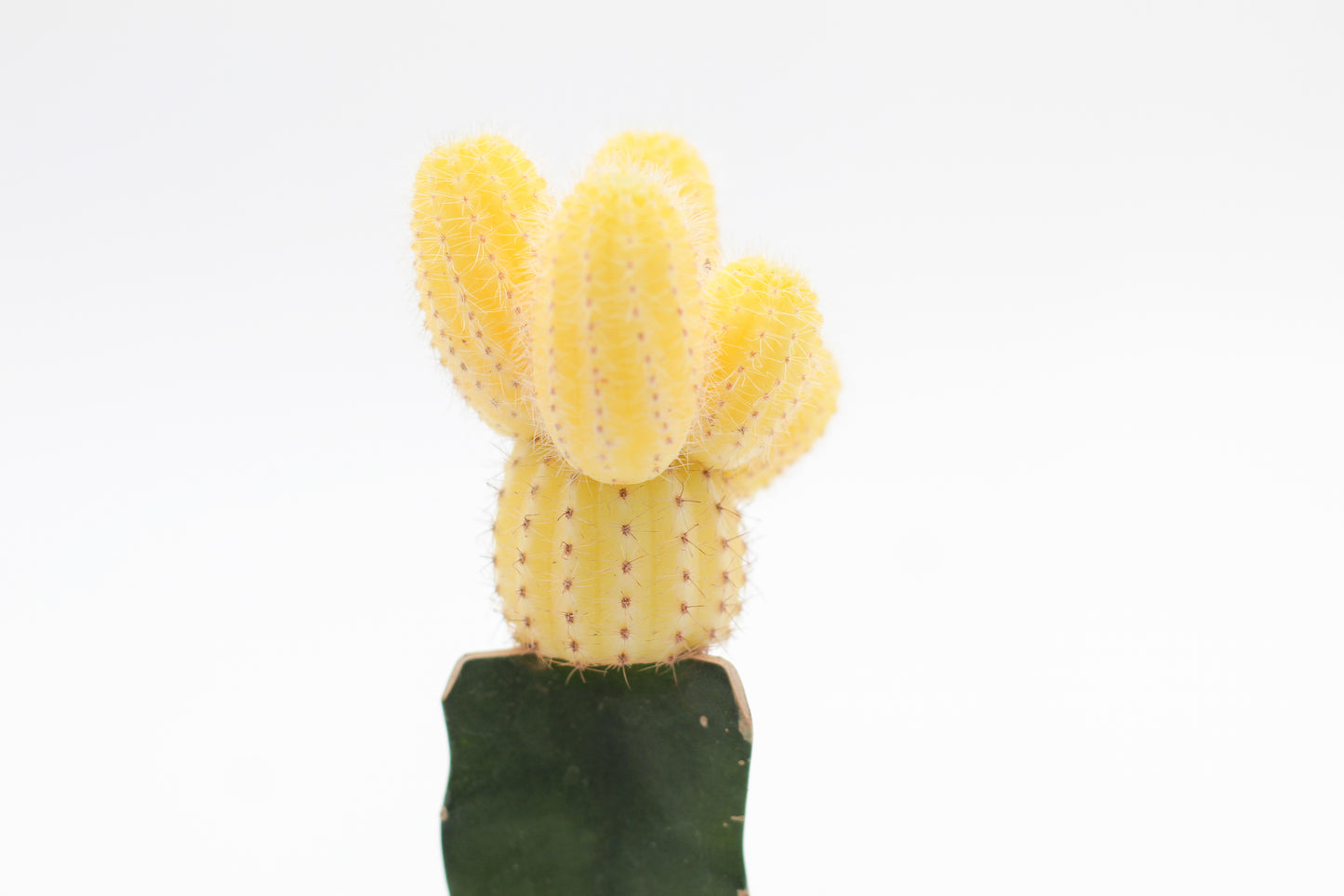 Gymnocalycium hybride mix