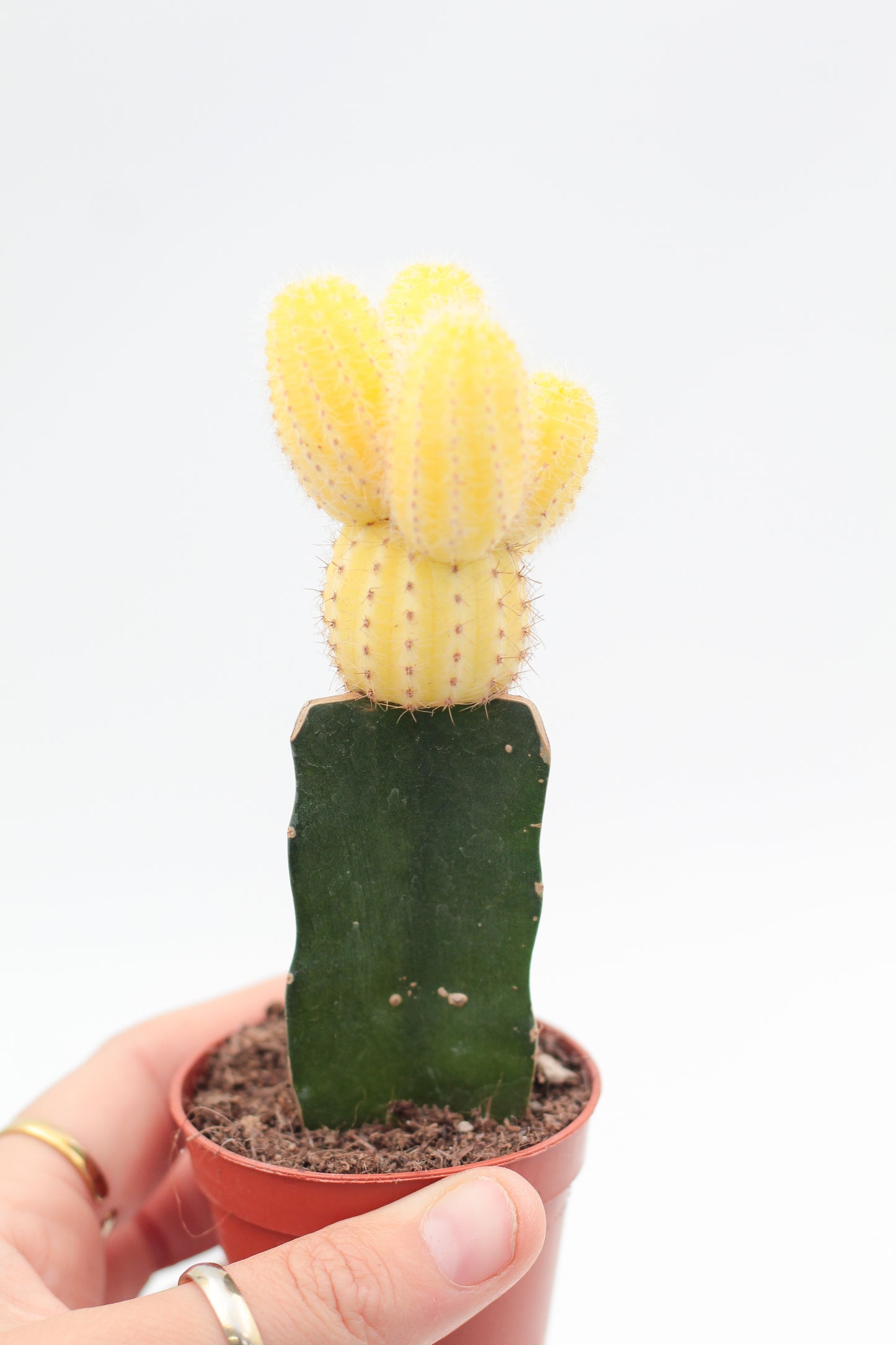 Gymnocalycium hybride mix
