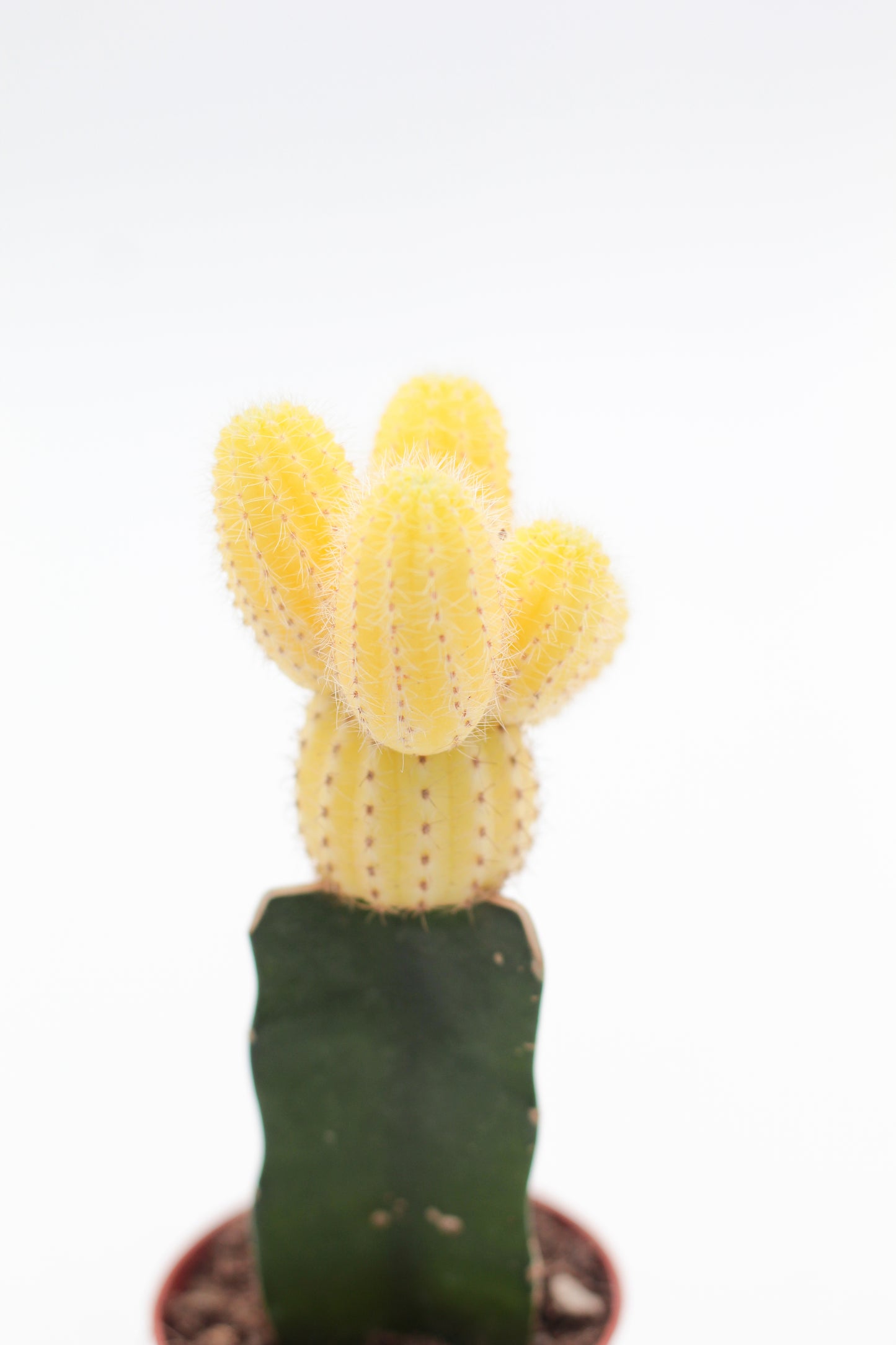 Gymnocalycium hybride mix