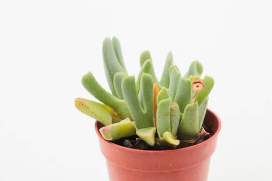 Cheiridopsis denticulata