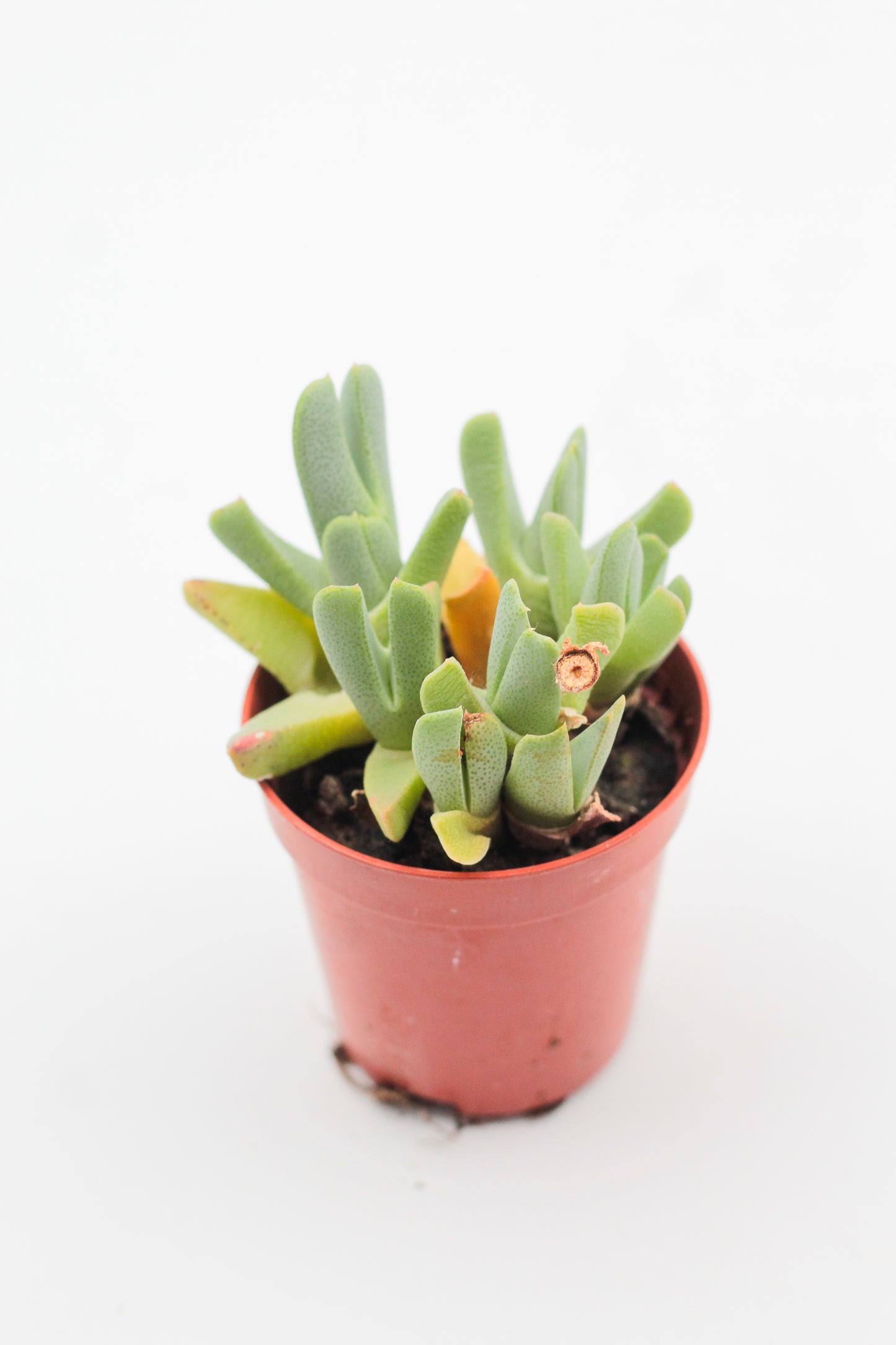 Cheiridopsis denticulata