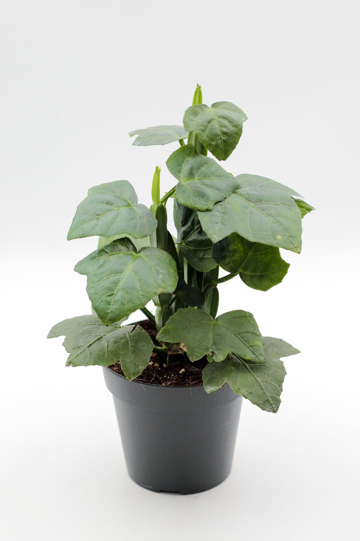 Cissus quadrangularis