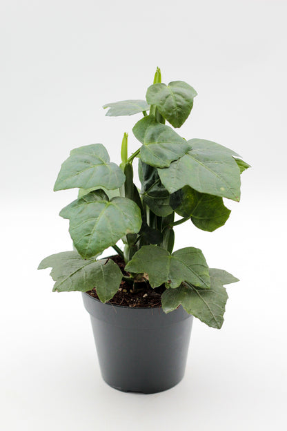 Cissus quadrangularis