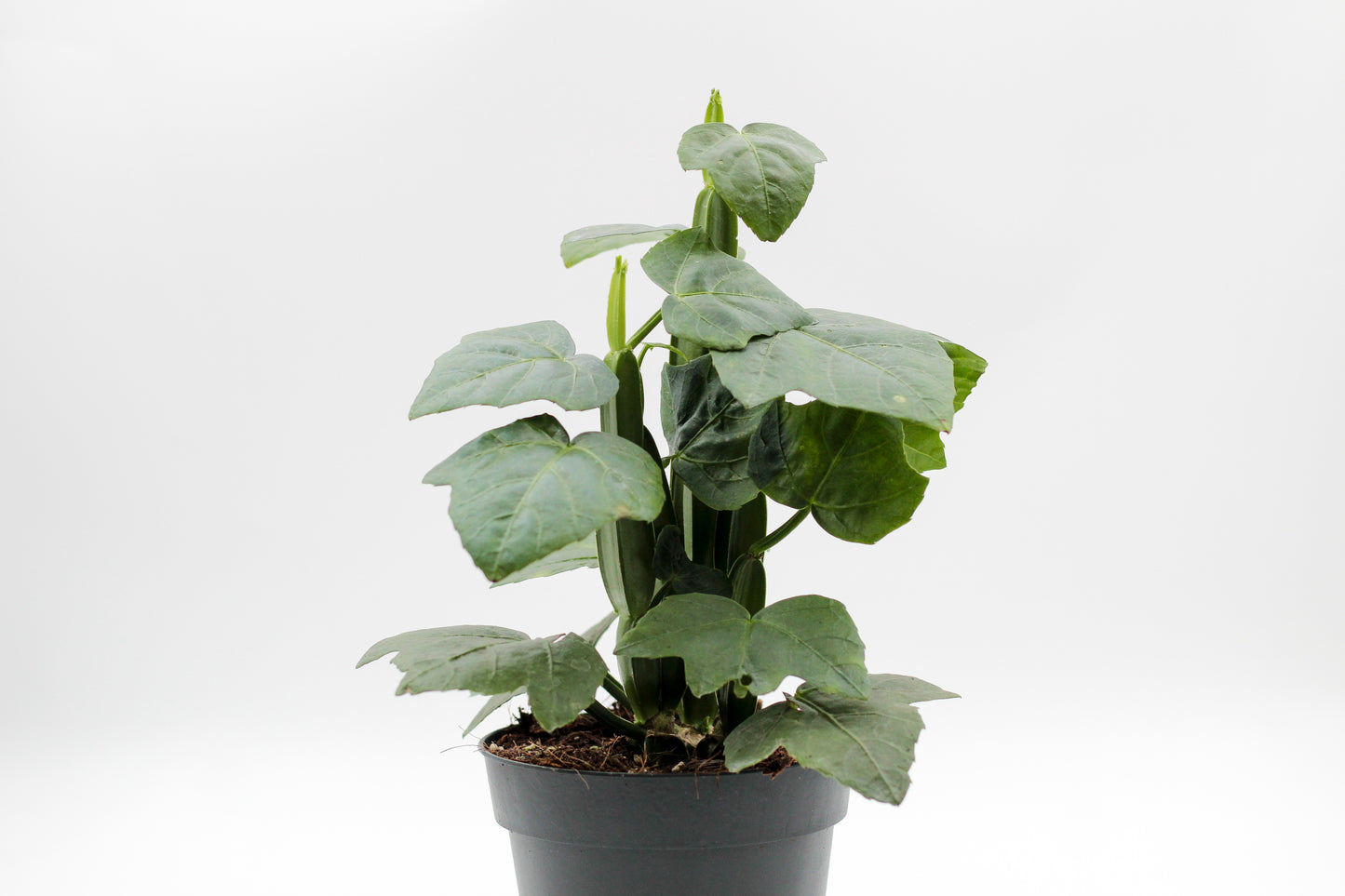 Cissus quadrangularis